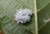 Eriocampa ovata